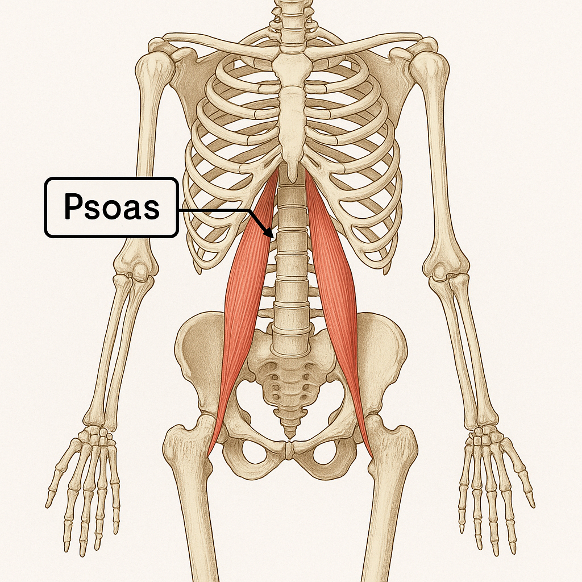 Psoas Muskel